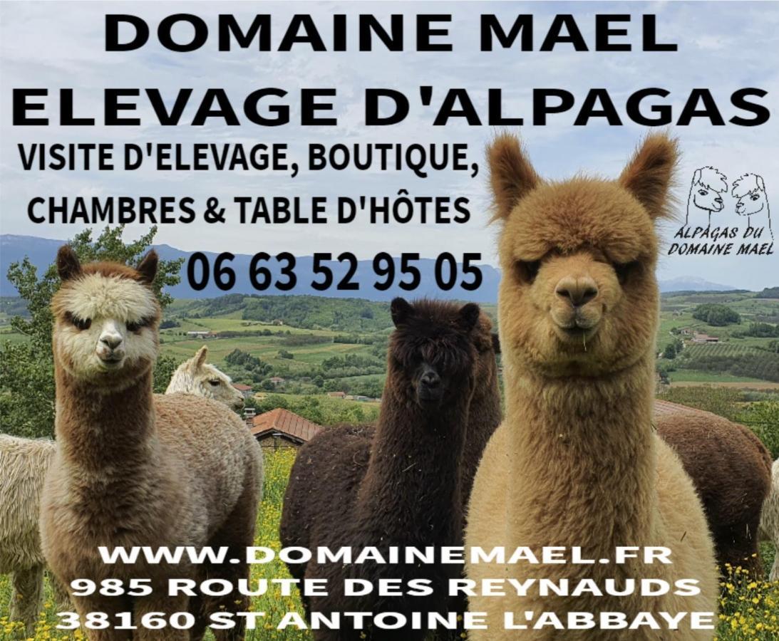 Bed and Breakfast Alpagas Du Domaine Mael Saint-Antoine  Exterior foto