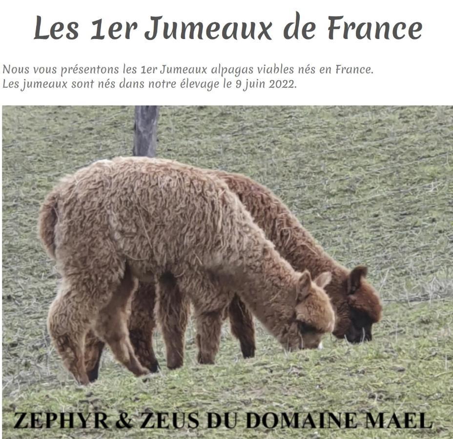 Bed and Breakfast Alpagas Du Domaine Mael Saint-Antoine  Exterior foto